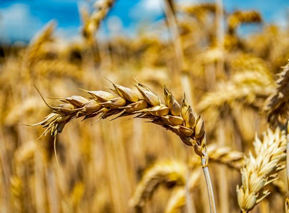 Kłos pszenicy, z której pozyskuje się białko pszenne (gluten)