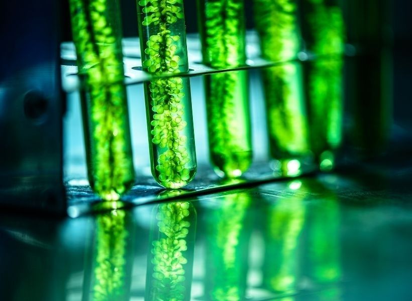  astaksantyna-dzialanie