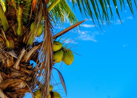 bio olej mct z kokosa energia