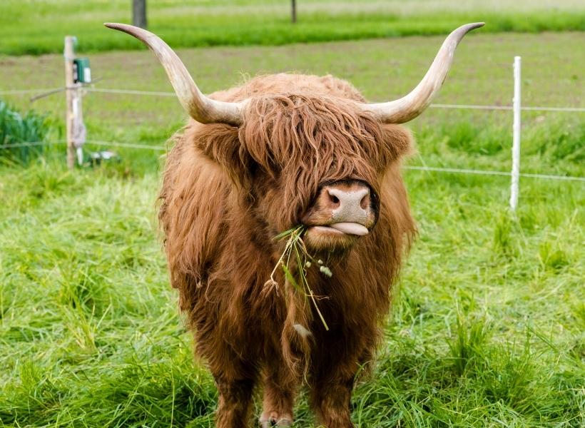 produkty-keto-wysokiej-jakosci